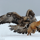 Illustration for article titled The Years Most Thrilling (and Heartbreaking) Wildlife Photos